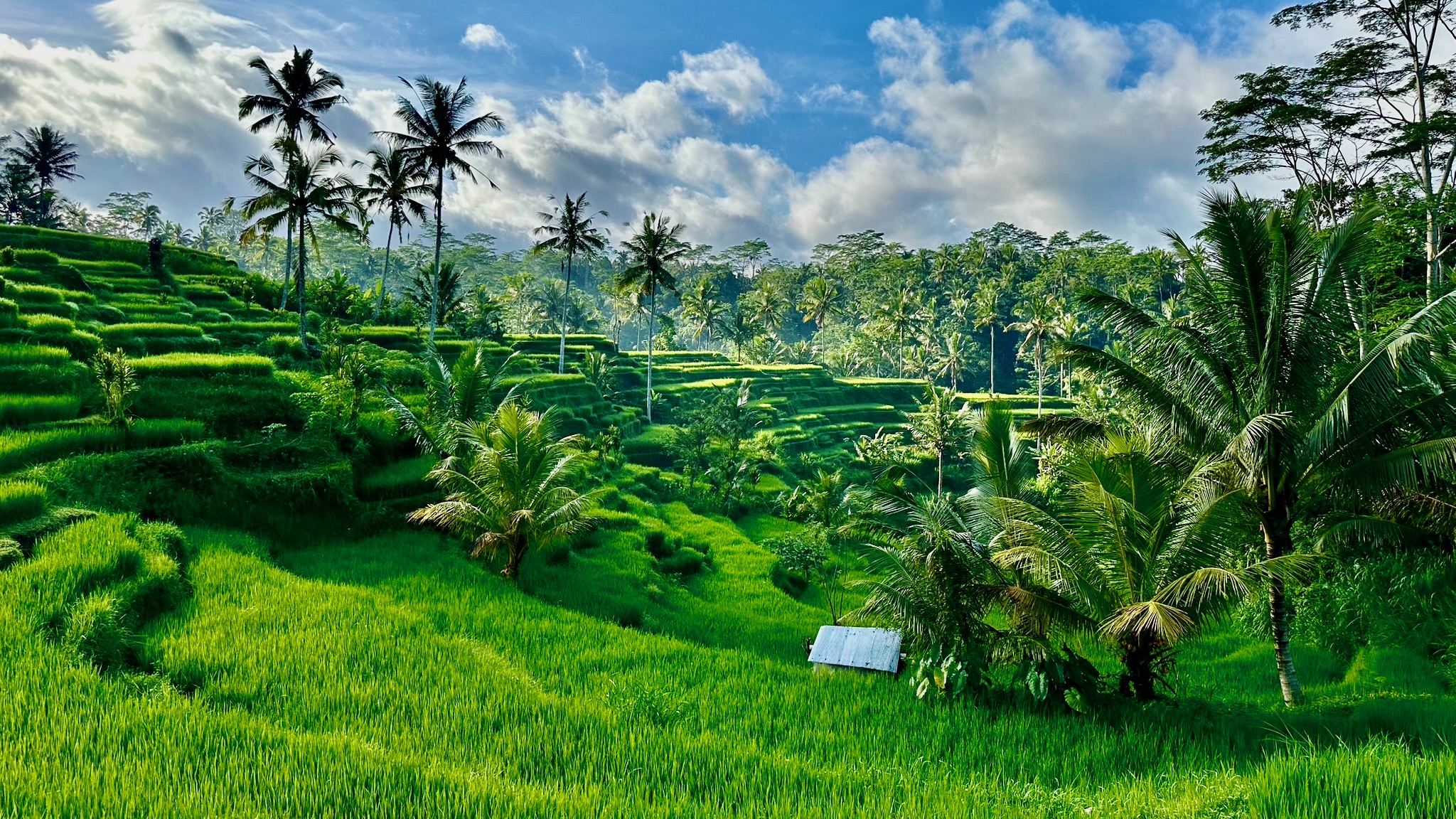 Reisterassen_Bali-16-9